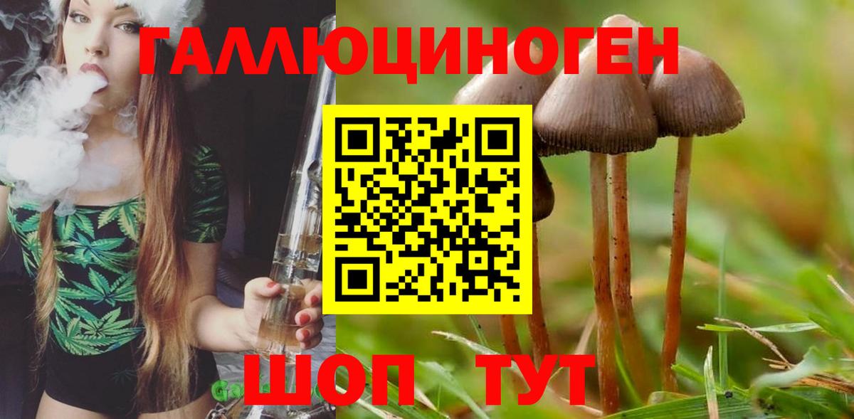 где можно купить наркотик  Вход с VPN  Курчатов  Псилоцибиновые грибы MAGIC MUSHROOMS 