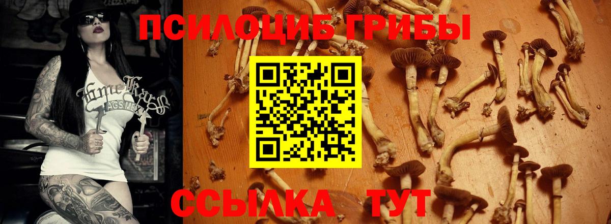 Псилоцибиновые грибы Psilocybe Курчатов